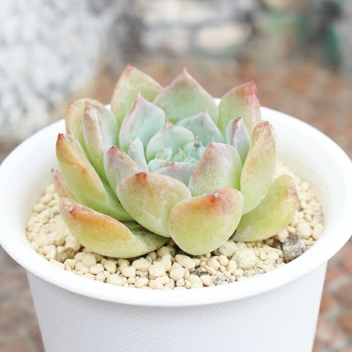 桃葡萄大福 多肉永遠ラベル付き エケベリア Mサイズ5.5cmポット 薔薇咲 多肉植物 小〜中型種