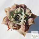 マディババンプ カット苗 エケベリア Mサイズ 9.5cmポット Echeveria Madiba bump 薔薇咲 多肉植物 中型種 ロゼットタイプ きれい ...