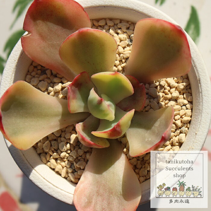 S[ho[N[ GPxA MTCY5.5cm|bg Echeveria gold berkeley KN [bg A