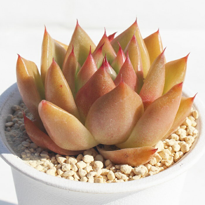 魅惑の薔薇 永遠ラベル付 エケベリア Mサイズ5.5cmポット Echeveria miwakunobara 薔薇咲 多肉植物 小〜中型種 ロゼットタイプ きれい かわいい