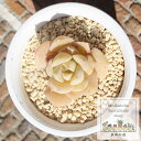 ニクサーナ エケベリア Mサイズ 5.5cmポット Echeveria cv 'nicsana' 多肉植物 薔薇咲き 小〜中型種 幹立ちタイプ きれい かわいい...