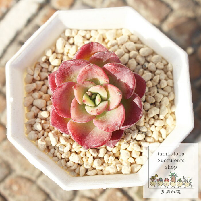 ノーブル エケベリア 1頭 Mサイズ 5.5cmポット 韓国苗 Echeveria noble 多肉植物 薔薇咲き 小型種 幹立ちタイプ