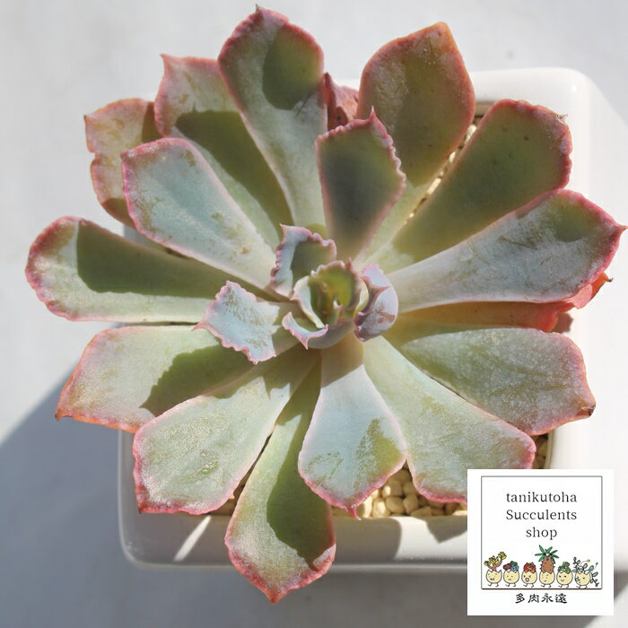 ネオンブレーカー エケベリア Mサイズ 6cmポット 韓国苗 Echeveria NEON BRAKER 薔薇咲 多肉植物 小〜中型種 ロゼットタイプ きれい かわいい 観葉植物