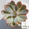 ネオンブレーカー エケベリア Mサイズ 6cmポット 韓国苗 Echeveria NEON BRAKER 薔...