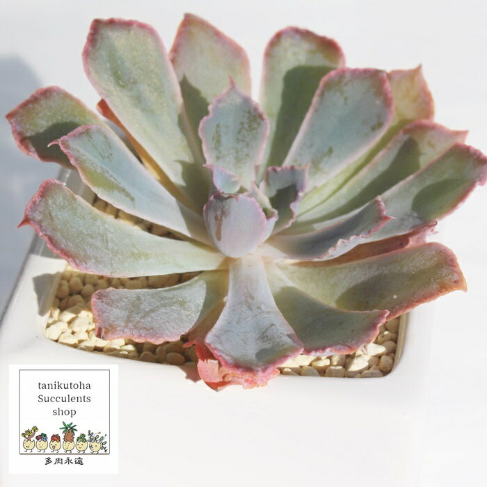 ネオンブレーカー エケベリア Mサイズ 6cmポット 韓国苗 Echeveria NEON BRAKER 薔薇咲 多肉植物 小〜中型種 ロゼットタイプ きれい かわいい 観葉植物
