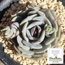 ローラ エケベリア Mサイズ6cmポット 韓国苗 Echeveria KOHAKU 薔薇咲 多肉植物 小～中型種 ロゼットタイプ きれい かわいい