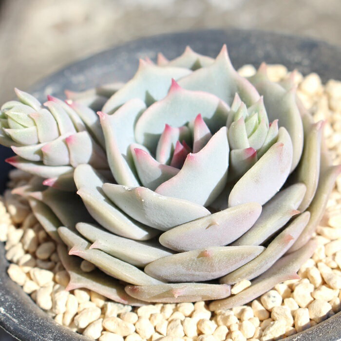 ローラ 多肉植物 エケベリア Echeveria 'Lola' 観葉植物 インテリア ガーデニング 寄せ植え 育てやすい 丈夫 紅葉 多肉永遠
