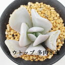 ラウトップ エケベリア Mサイズ 6cmポット 薔薇咲 多肉植物 小~中型種
