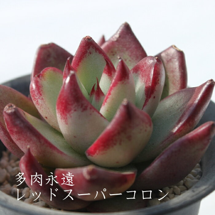 レッドスーパーコロン 多肉植物 エケベリア Echeveria 'Red Super Colon' 韓国苗 観葉植物 インテリア ガーデニング 寄せ植え 育てやすい 丈夫 紅葉 希少 多肉永遠