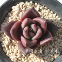 ロメオ エケベリア Mサイズ Echeveria 薔薇咲 ロゼット 多肉植物