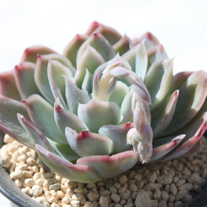 ラママ エケベリア 韓国苗 Echeveria 薔薇咲 ロゼット 多肉植物