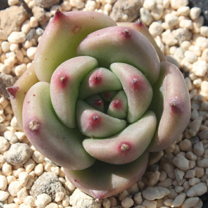 ローズガーネット エケベリア Mサイズ6cmポット 韓国苗 Echeveria ROSE GARNET 薔薇咲 多肉植物 小〜中型種 ロゼットタイプ きれい かわいい