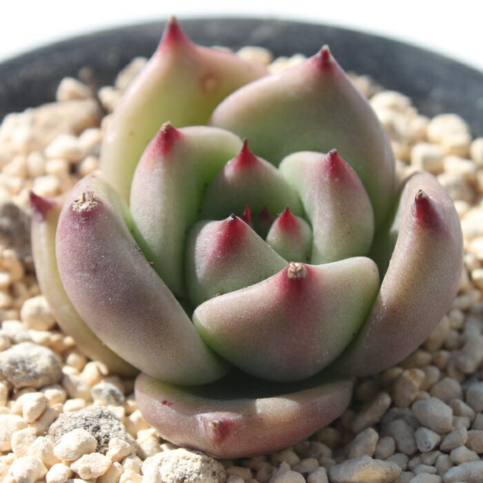 ローズガーネット 多肉植物 エケベリア 韓国苗 観葉植物 Echeveria 'Rose Garnet' インテリア ガーデニング 寄せ植え 育てやすい 丈夫 紅葉 多肉永遠