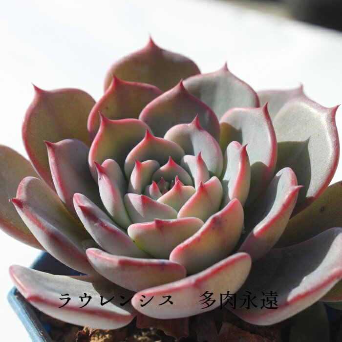 EVX GPxA MTCY6cm|bg ؍c Echeveria KN [bg A