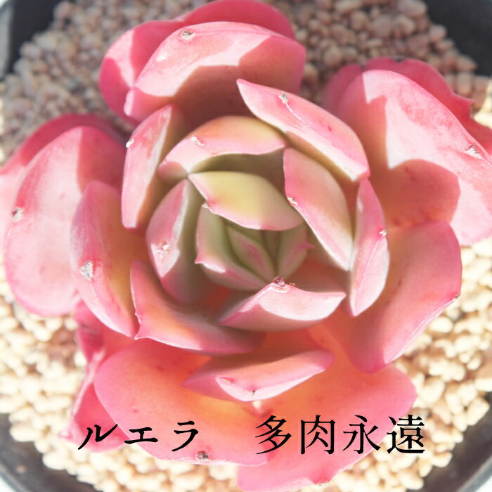 륨 ٥ꥢ M6cmݥå ڹ Echeveria LUELLA 鯺 ¿ʪ 淿 åȥ 줤 襤