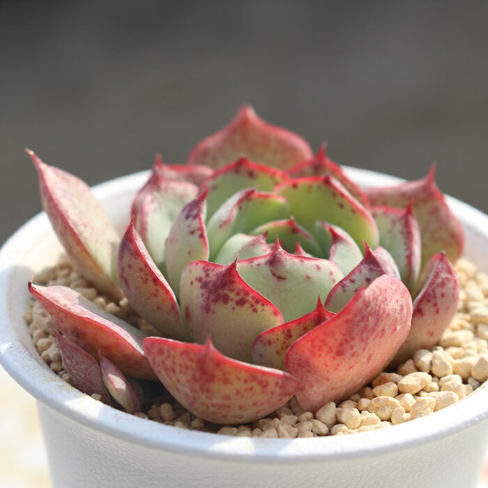 ラブファイアー 5.5cmポット エケベリア Echeveria love fire 薔薇咲 多肉植物 小〜中型種 ロゼットタイプ きれい かわいい 観葉植物