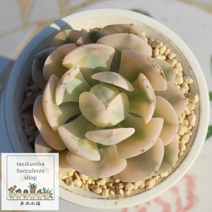 j[ MTCY GPxA ؍c Echeveria ruyonii variegata KN A `^ [bg^Cv ꂢ 킢 ϗtA