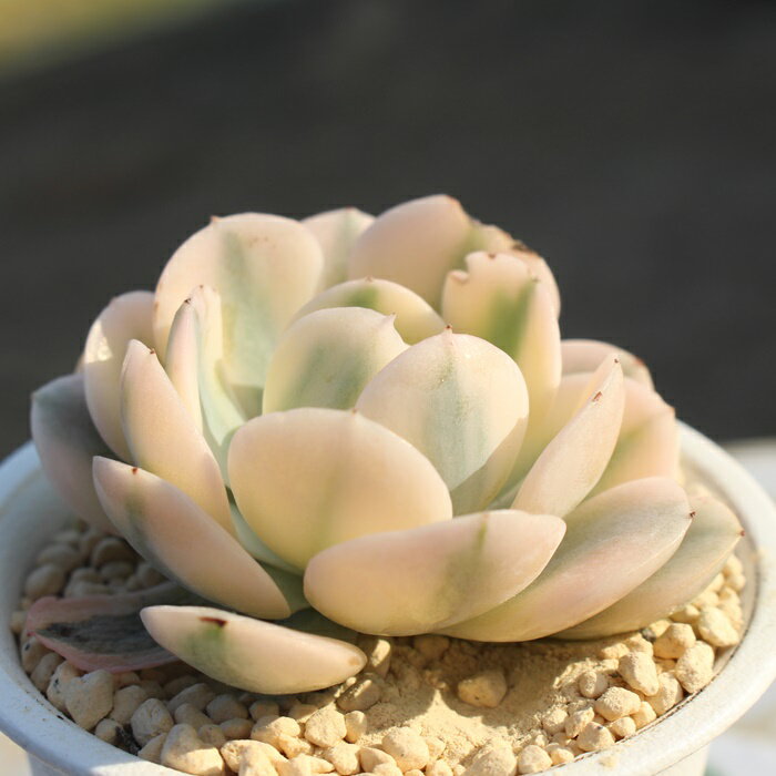 ルンヨニー錦 Mサイズ エケベリア 韓国苗 Echeveria ruyonii variegata 薔薇咲 多肉植物 小〜中型種 ロゼットタイプ きれい かわいい 観葉植物