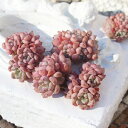 ラッキーバブル エケベリア Mサイズ5.5cmポット 韓国苗 Echeveria lucky bubble 多肉植物 極小型種 きれい かわいい
