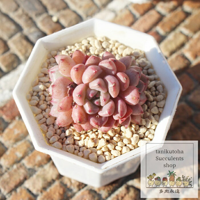 多肉植物 エケベリア ラッキーバブル Echeveria 'Lucky Bubble' 韓国苗 観葉植物 インテリア ガーデニング 寄せ植え 育てやすい 丈夫 紅葉 極小型 多肉永遠