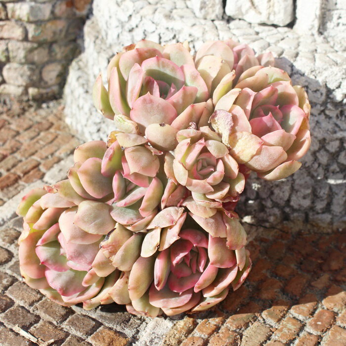 ルエラ錦 エケベリア Mサイズ5.5cmポット 韓国苗 Echeveria luella variegata 薔薇咲 多肉植物 小〜中型種 幹立ちタイプ きれい かわいい