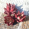 レッドソウル エケベリア Mサイズ5.5cmポット 韓国苗 Echeveria red soul 薔薇咲 ...