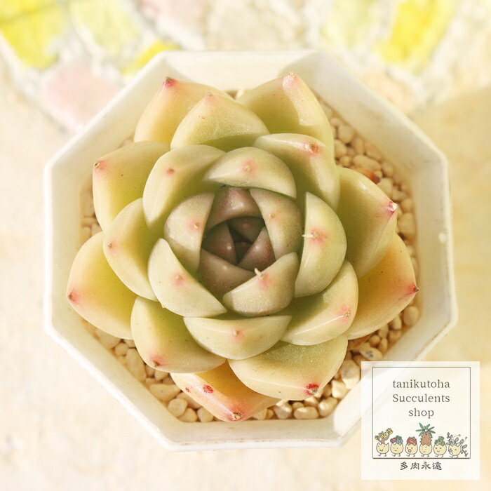 樂天商城 - 檸檬大福 永遠ラベル付き エケベリア Mサイズ5.5cmポット Echeveria remondaifuku 薔薇咲 多肉植物 小～中型種 ロゼットタイプ きれい かわいい