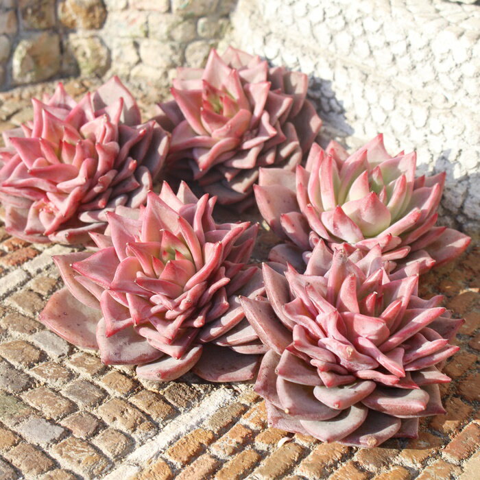 bhhS Jbgc GPxA MTCY5.5cm|bg ؍c Echeveria red doragone KN A ^ [bg^Cv ꂢ 킢