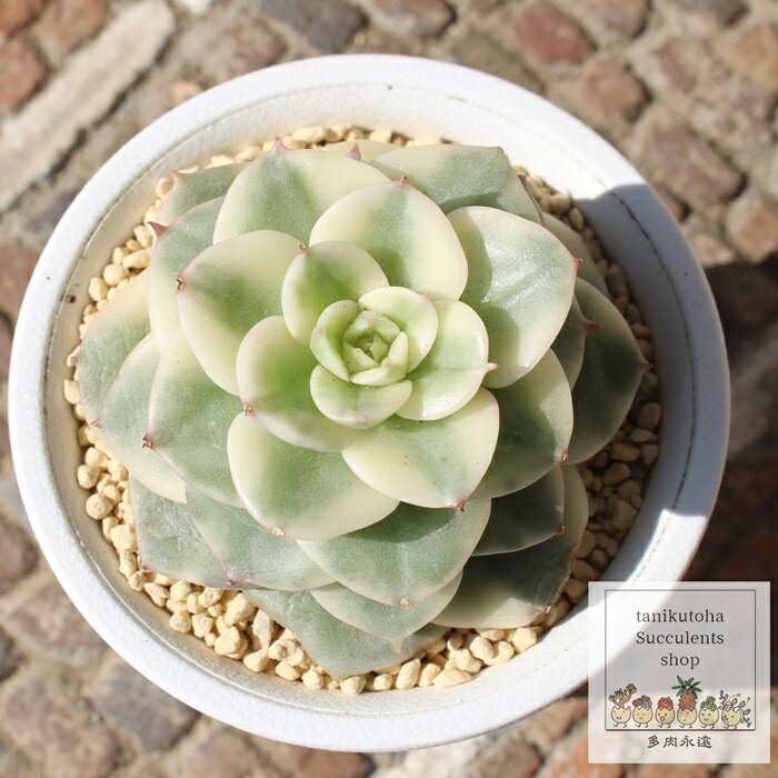 [[ Jbgc GPxA MTCY 5.5cm|bg Echeveria rolly f. variegata KN A `^ [bg^Cv ꂢ 킢