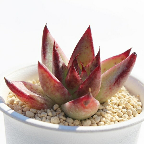 レッドエボニー エケベリア Mサイズ5.5cmポット 薔薇咲 ロゼットタイプ 多肉植物 Echeveria red evony