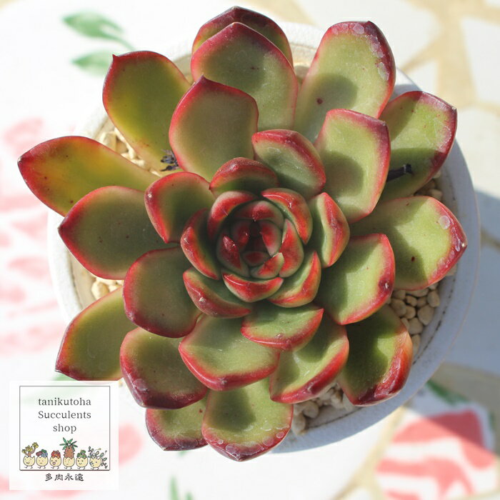 bh GPxA 7.5cm|bg ؍c Echeveria RED MORAN KN A `^ [bg^Cv ꂢ 킢 ϗtA