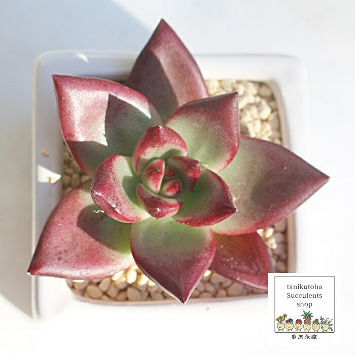 J GPxA 5.5cm|bg ؍c Echeveria ROCA KN A `^ [bg^Cv ꂢ 킢 ϗtA