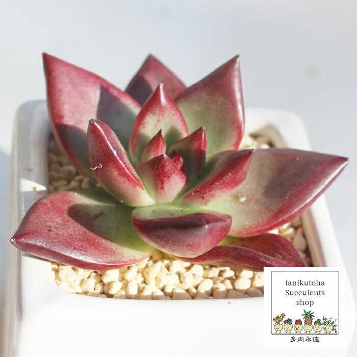 ロカ エケベリア 5.5cmポット 韓国苗 Echeveria ROCA 薔薇咲 多肉植物 小〜中型種 ロゼットタイプ きれい かわいい 観葉植物
