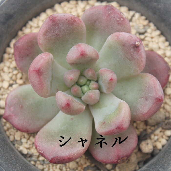 シャネル エケベリア Mサイズ6cmポット 韓国苗 薔薇咲 ロゼット 多肉植物