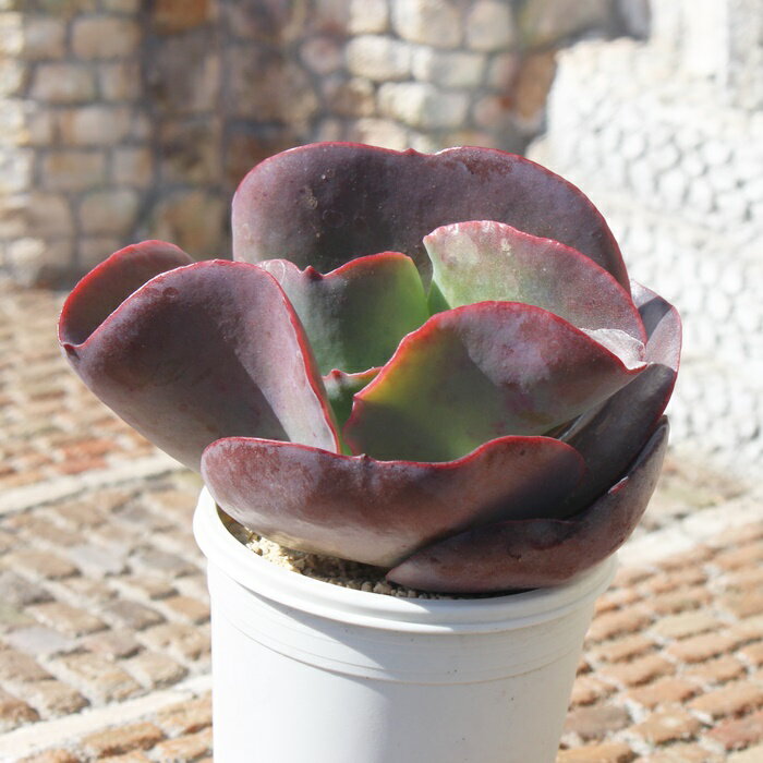 スプレンダー エケベリア Lサイズ カット苗 Echeveria cv 'splender' 薔薇咲 多肉植物 大型種 幹立ちタイプ きれい かわいい