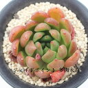 ジェイドポイント エケベリア Mサイズ6cmポット Echeveria JADE POINT 薔薇咲 多肉植物 小〜中型種 ロゼットタイプ きれい かわいい