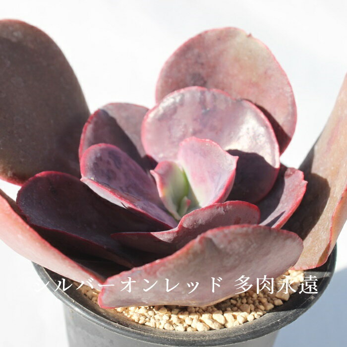 シルバーオンレッド Echeveria 'Silver on Red' エケベリア 苗 多肉植物 寄せ植え ガーデニング インドアグリーン 多年草 自社農場直送 多肉永遠