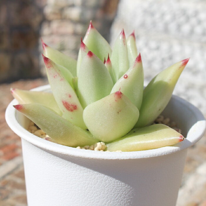 東雲 エケベリア Mサイズ5.5cmポット echeveria agavoides 薔薇咲 ロゼット 多肉植物