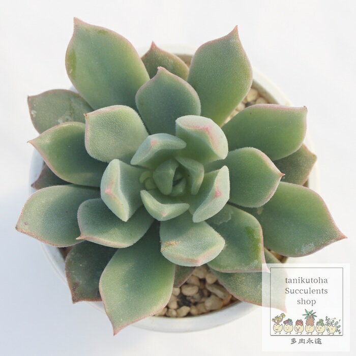 XJ[bg GPxA MTCY5.5cm|bg echeveria scarlet KN [bg A