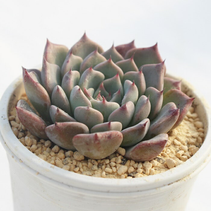 エケベリア 沙羅姫牡丹 Echeveria 'Sarahime botan' 多肉植物 自社農場直送 多肉永遠