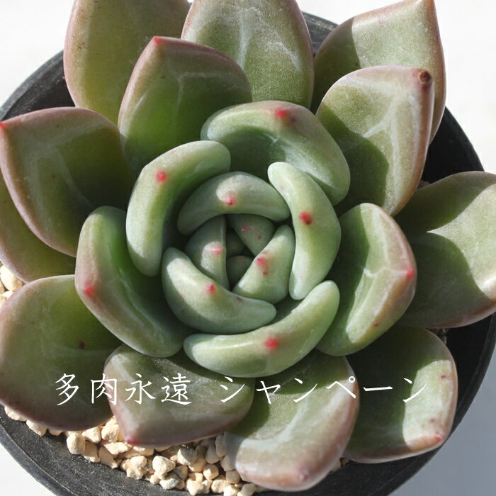 シャンペーン エケベリア Mサイズ6cmポット Echeveria 薔薇咲 ロゼット 多肉植物