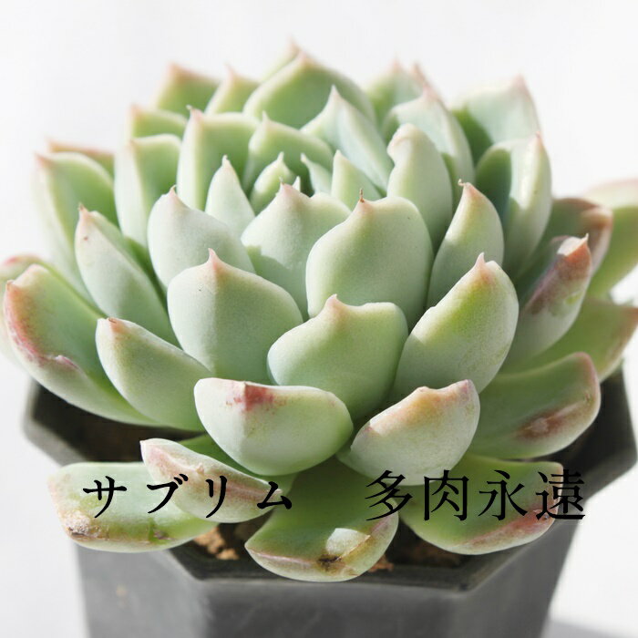 ֥ ٥ꥢ M6cmݥå ڹ Echeveria 鯺 å ¿ʪ