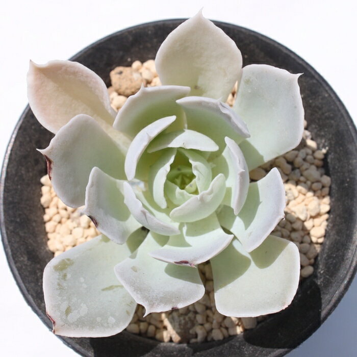 VX GPxA Echeveria KN [bg A