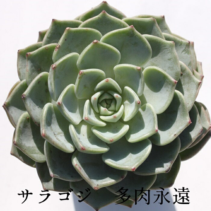 サラゴジ Mサイズ5.5cmポット エケベリア Echeveria Saragozi 韓国苗 多肉植物 小〜中型種