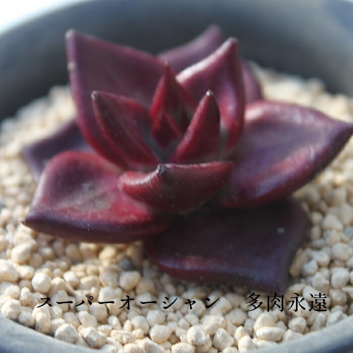 スーパーオーシャン エケベリア 韓国苗 多肉植物 小〜中型種