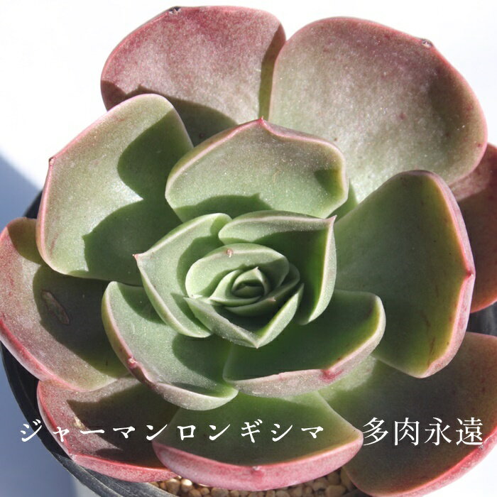 W[}MV} GPxA LTCY7.5cm|bg ؍c Echeveria KN [bg A