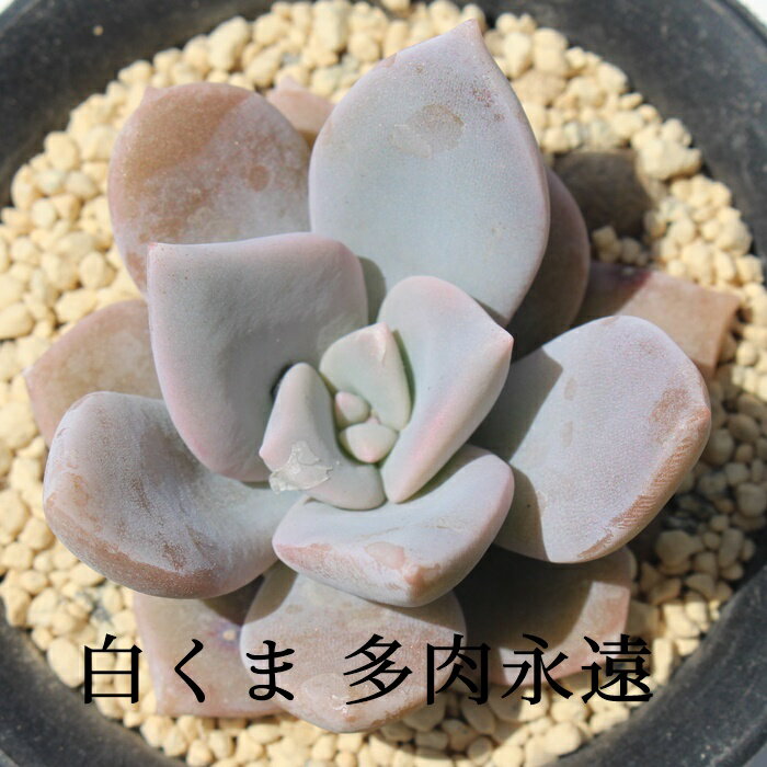 白くま エケベリア Mサイズ6cmポット Echeveria SHIROKUMA 薔薇咲 多肉植物 小〜中型種 葉を重ねるタイプ きれい かわいい