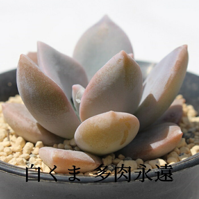 白くま 永遠ラベル付き エケベリア Mサイズ5.5cmポット 多肉植物 小〜中型種 葉を重ねるタイプ Echeveria SHIROKUMA