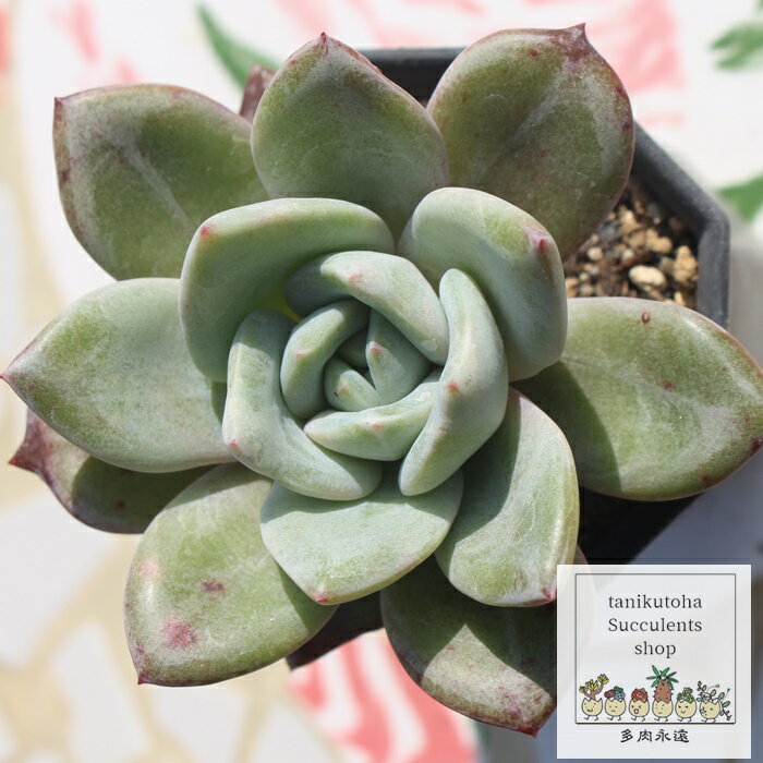 W[}Vy[ GPxA 7.5cm|bg ؍c Echeveria KN A `^ [bg^Cv ꂢ 킢 ϗtA