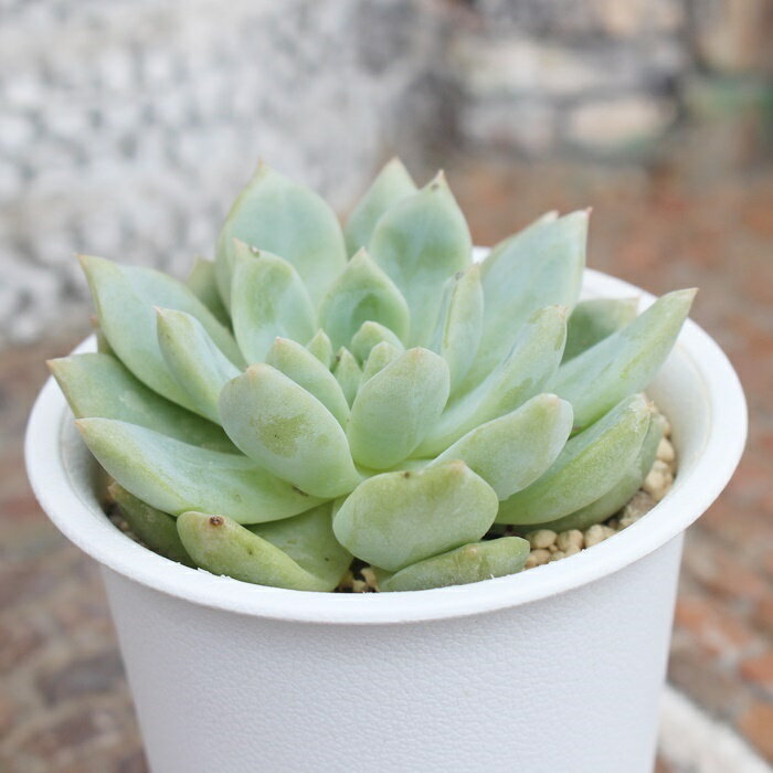白苺大福 永遠ラベル付き エケベリア 5.5cmポット 多肉植物 小～中型種 Echeveria siroichigodaifuku
